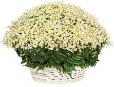 Цветочная композиция из Ромашки в корзине #REPLACE_PRED# Кинель-Черкассы